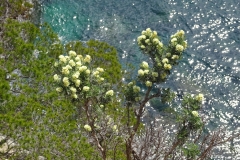 porquerolles12