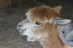 fbb_Scotoni-alpaca2