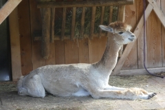 fbb_Scotoni-alpaca4