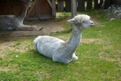 fbb_Scotoni-alpaca5