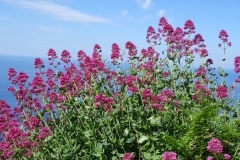 DSC00951